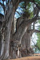 El Tule - Der Baum