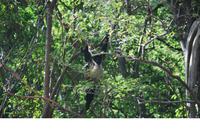 Nationalpark Cañón del Sumidero