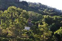 Archäologische Zone Palenque