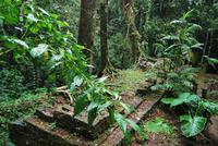 Archäologische Zone Palenque