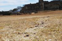 Monte Alban