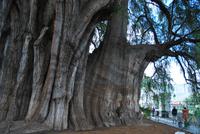 El Tule - Der Baum