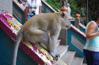 Ausflug Kuala Lumpur - Batu Höhlen