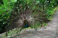 Kuala Lumpur Bird & Orchideen Park - Pfau von vorn