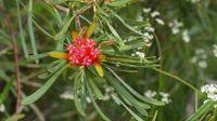 Blue Mountains, Bergteufel = Mountain Devil (Lambertia Formosa)