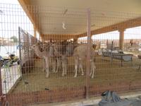 Kamelmarkt Al Ain