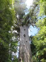 Die riesigen Kauri-Fichten 