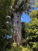 Die riesigen Kauri-Fichten