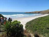 Otago Halbinsel bei Dunedin - Südinsel Neuseeland