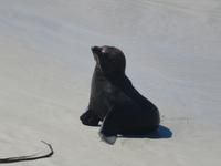 Otago Halbinsel bei Dunedin - Südinsel Neuseeland