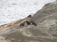 Doubtful Sound, Südinsel Neuseeland
