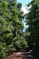 Puntarenas - Ausflug in den Carara-Nationalpark