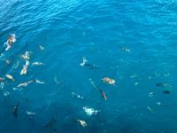 Fischfütterung im Great Barrier Reef 