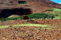Besuch der Kata Tju?a (The Olgas) mit kleine Wanderung 