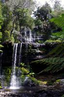Besuch des Mount Field National Parks mit Spaziergang 