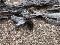 Besuch vom Bonorong Wildlife Sanctuary in Hobart