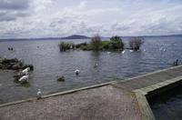 Stadtrundfahrt durch Rotorua