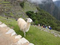 Machu Pichu