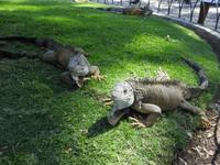 Parque de las Iguanas - Ecuador