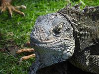 Parque de las Iguanas - Ecuador