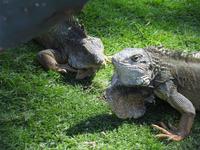 Parque de las Iguanas - Ecuador