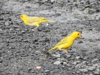 La Pila - Ecuador