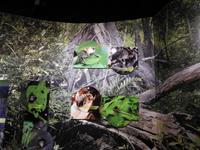 Miraflores Schleuse Panamakanal