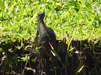 Leguan - Costa Rica
