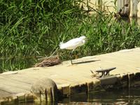 Schmuckreiher - Costa Rica