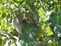 Faultier - Costa Rica