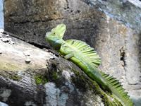 Leguan - Costa Rica