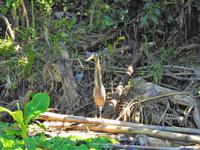 Tigerreiher - Costa Rica