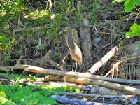 Tigerreiher - Costa Rica