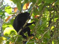 Brüllaffe - Costa Rica