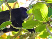 Brüllaffe - Costa Rica