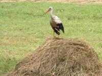Überall im Memelland- der Storch