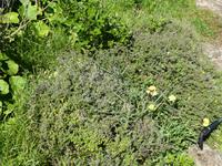 Spanien, El Hierro, Thymian