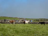 Spanien, El Hierro, Wanderung Hochweiden