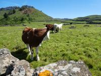 Spanien, El Hierro, Wanderung Hochweiden