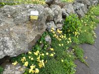 Spanien, El Hierro, Wanderung Hochweiden