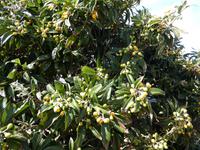 Spanien, El Hierro, Mispelbaum