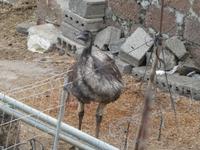 Spanien, El Hierro, Emu