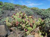 Spanien, El Hierro, Kaktusfeige