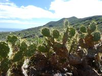 Spanien, El Hierro, Kaktusfeige