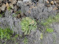 Spanien, El Hierro, Wanderung nach La Restinga