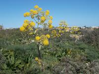 DSCN0141 Riesenfenchel Ferula communis
