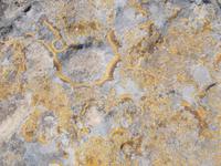 DSCN0142 Flechten am Stein