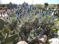 DSCN0204 blauer Natternkopf