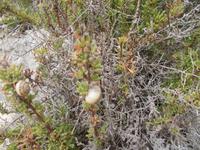 DSCN0348 Natur mit Schnecken