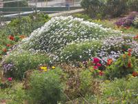 DSCN0375 Frühlingsgrüße